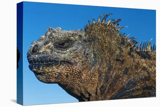 Marine Iguana, Galapagos Islands, Ecuador-Art Wolfe-Premier Image Canvas