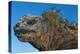 Marine Iguana, Galapagos Islands, Ecuador-Art Wolfe-Premier Image Canvas