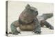 Marine Iguana in the Sand-DLILLC-Premier Image Canvas