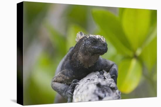 Marine Iguana Lounging on a Limb-DLILLC-Premier Image Canvas