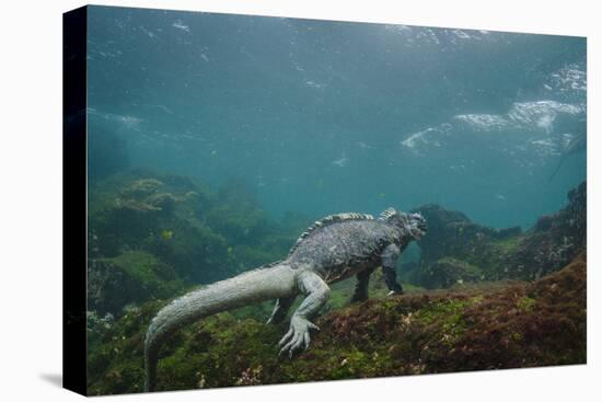 Marine Iguana Underwater, Fernandina Island, Galapagos, Ecuador-Pete Oxford-Premier Image Canvas