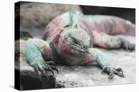 Marine Iguana Warming on a Rock-DLILLC-Premier Image Canvas