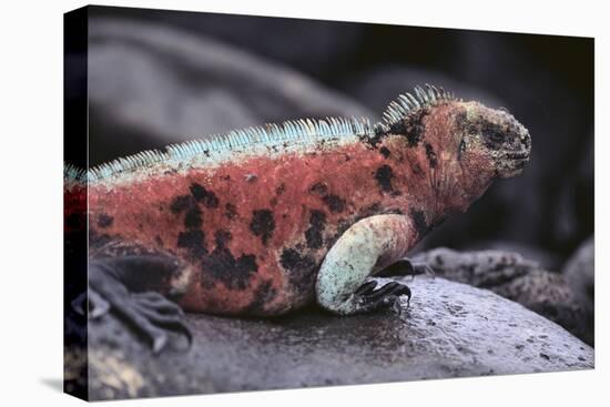 Marine Iguana-DLILLC-Premier Image Canvas