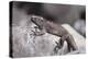 Marine Iguana-DLILLC-Premier Image Canvas