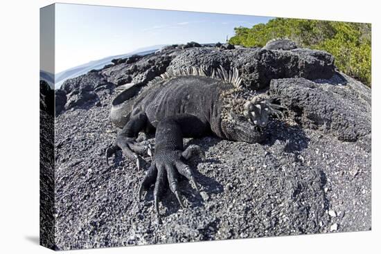 Marine Iguanas (Amblyrhynchus Cristatus) Basking on Volcanic Rock-Franco Banfi-Premier Image Canvas