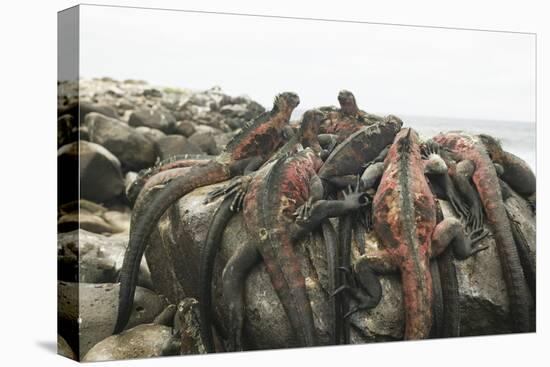 Marine Iguanas Piling atop a Rock-DLILLC-Premier Image Canvas