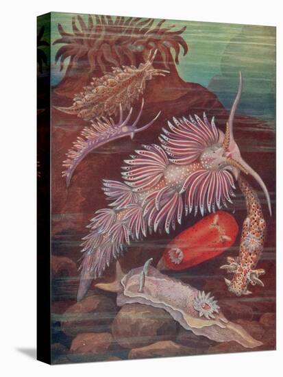 Marine Invertebrates, Sea Slugs-Science Source-Premier Image Canvas