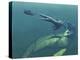 Marine Predators of the Cretaceous Period-Stocktrek Images-Premier Image Canvas