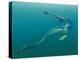 Marine Predators of the Cretaceous Period-Stocktrek Images-Premier Image Canvas