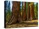 Mariposa Grove, Bachelor and Three Sisters, Yosemite-Anna Miller-Premier Image Canvas