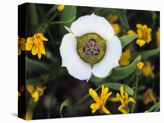 Mariposa Tulip and Mountain Wildflowers, Colorado, USA-Nancy Rotenberg-Premier Image Canvas