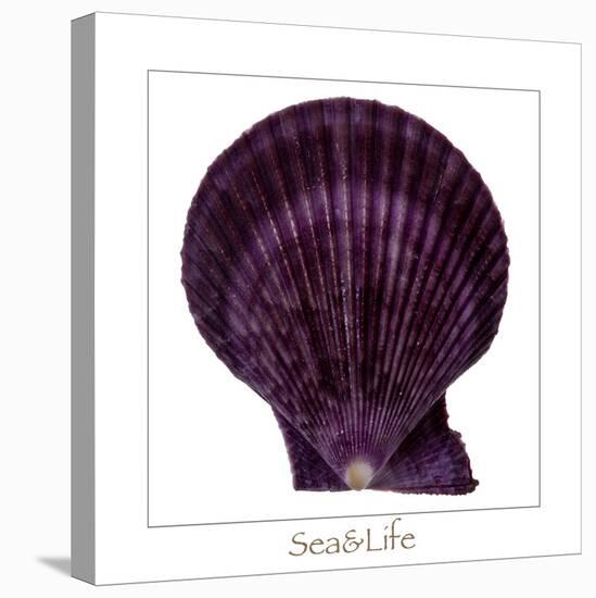 Maritime Still Life with Scallop-Uwe Merkel-Premier Image Canvas