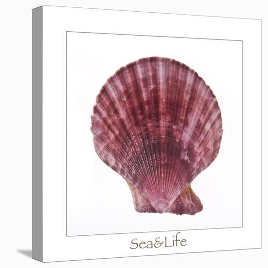 Maritime Still Life with Scallop-Uwe Merkel-Premier Image Canvas