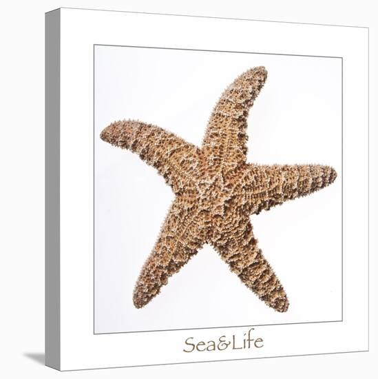 Maritime Still Life with Starfish-Uwe Merkel-Premier Image Canvas