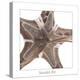 Maritime Still Life with Starfishes-Uwe Merkel-Premier Image Canvas