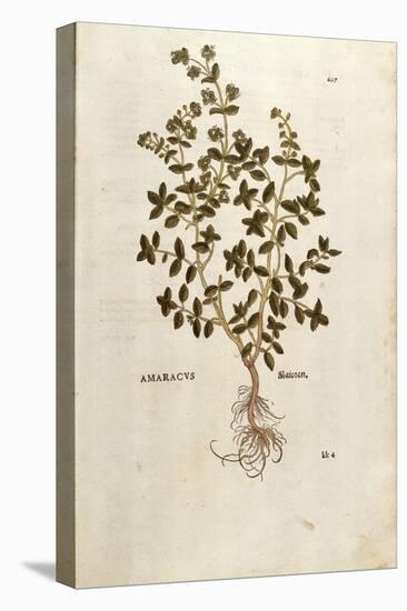 Marjoram - Origanum Majorana (Amaracus) by Leonhart Fuchs from De Historia Stirpium Commentarii Ins-null-Premier Image Canvas