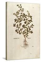 Marjoram - Origanum Majorana (Amaracus) by Leonhart Fuchs from De Historia Stirpium Commentarii Ins-null-Premier Image Canvas