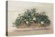 Market Geraniums Farmers Market Crop-Carol Rowan-Stretched Canvas