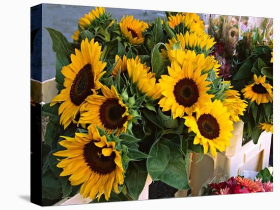 Market Sunflowers, Nice, France-Charles Sleicher-Premier Image Canvas