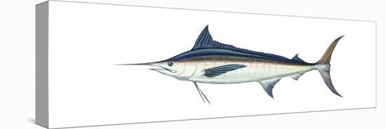 Marlin (Makaira Nigricans), Blue Marlin, Fishes-Encyclopaedia Britannica-Stretched Canvas