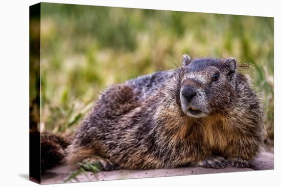 Marmot at Palouse Falls State Park in Washington State, USA-Chuck Haney-Premier Image Canvas