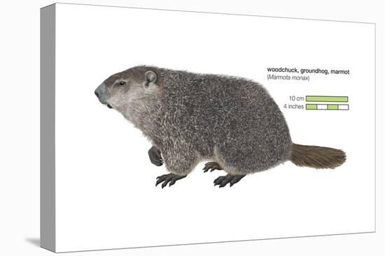Marmot (Marmota Monax), Groundhog, Woodchuck, Mammals-Encyclopaedia Britannica-Stretched Canvas