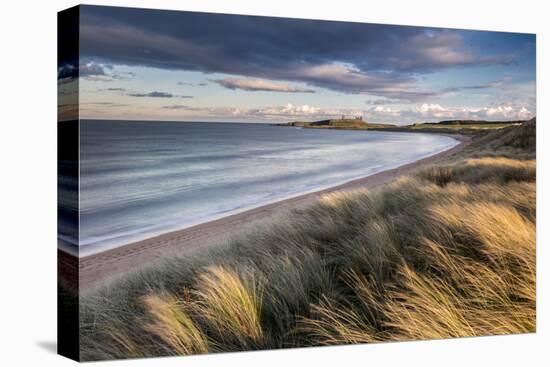 Marram grass and sand dunes, Embleton Bay, Northumberland-Ross Hoddinott-Premier Image Canvas