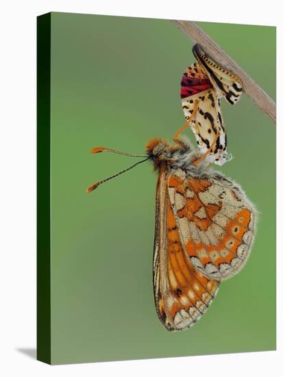 Marsh fritillary butterfly hanging from chrysalis drying its wings-Andy Sands-Premier Image Canvas