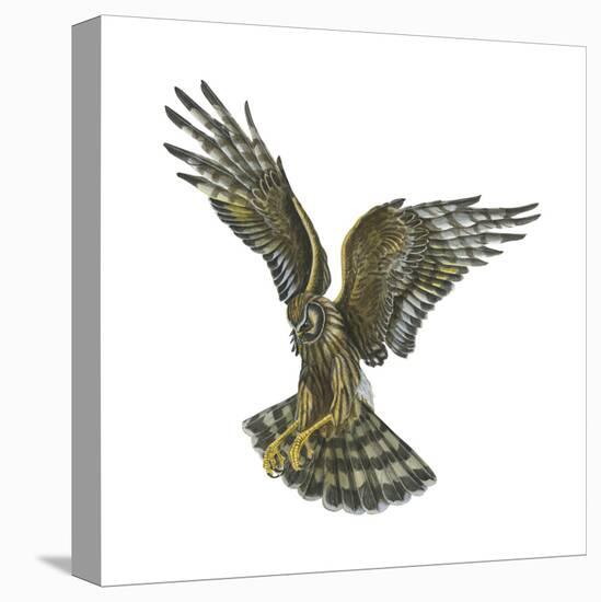 Marsh Hawk (Circus Cyaneus), Birds-Encyclopaedia Britannica-Stretched Canvas