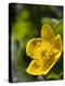 Marsh Marigold (Caltha Palustris)-Adrian Bicker-Premier Image Canvas