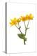 Marsh-marigold in flower-Gary K Smith-Premier Image Canvas