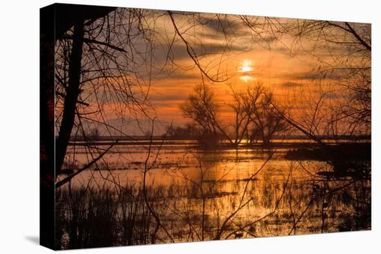 Marsh Sunset Through the Trees, Merced Wildlife-null-Premier Image Canvas