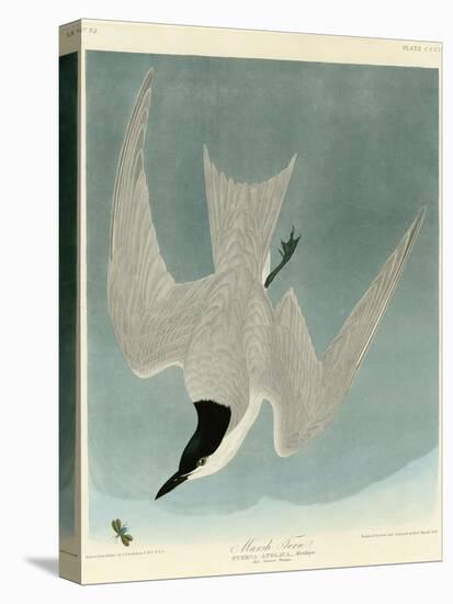 Marsh Tern-John James Audubon-Premier Image Canvas