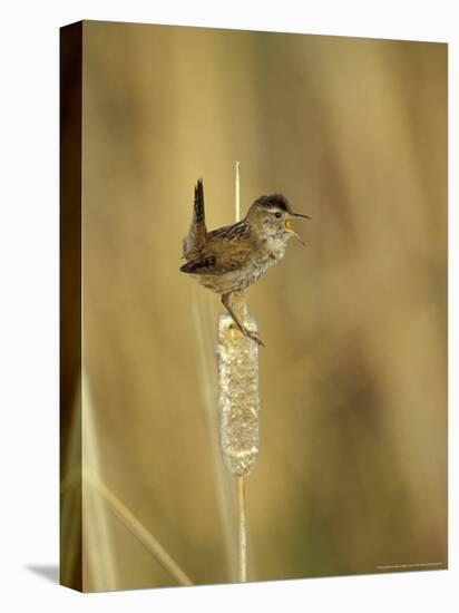 Marsh Wren, Malheur National Wildlife Refuge, Oregon, USA-William Sutton-Premier Image Canvas