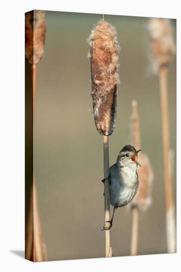 Marsh Wren singing while perching on a Common Cattail, North America-Tim Fitzharris-Stretched Canvas