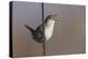Marsh Wren Singing-DLILLC-Premier Image Canvas