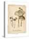 Marshland Mushrooms-Carol Robinson-Stretched Canvas