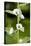 Marshmallow (Althaea Officinalis)-Bob Gibbons-Premier Image Canvas