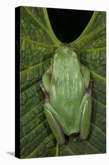 Marsupial Frog, Andean, Ecuador-Pete Oxford-Premier Image Canvas