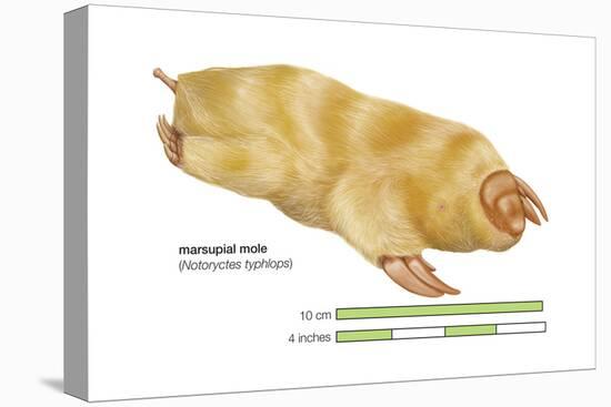 Marsupial Mole (Notoryctes Typhlops), Mammals-Encyclopaedia Britannica-Stretched Canvas