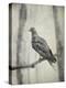 Martha, Last Known Passenger Pigeon-Science Source-Premier Image Canvas
