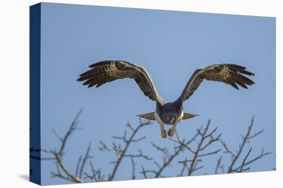 Martial Eagle (Polemaetus Bellicosus) Flying, Kruger National Park, South Africa-Neil Aldridge-Premier Image Canvas