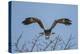 Martial Eagle (Polemaetus Bellicosus) Flying, Kruger National Park, South Africa-Neil Aldridge-Premier Image Canvas