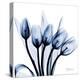 Marvelous Indigo Tulips-Albert Koetsier-Stretched Canvas