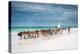 Masai Cattle on Zanzibar Beach-Jeffrey C. Sink-Premier Image Canvas