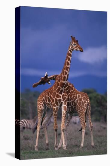 Masai Giraffe Calves Necking-DLILLC-Premier Image Canvas