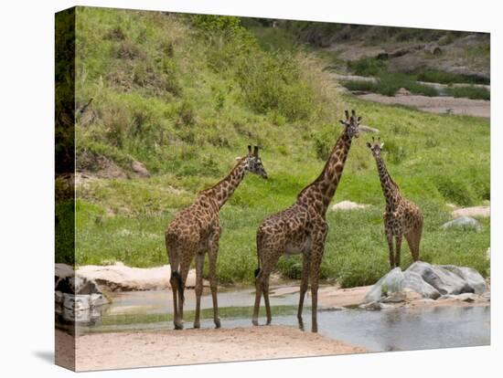 Masai Giraffe (Giraffa Camelopardalis), Masai Mara National Reserve, Kenya, East Africa, Africa-Sergio Pitamitz-Premier Image Canvas