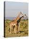 Masai Giraffe (Giraffa Camelopardalis), Masai Mara National Reserve, Kenya, East Africa, Africa-Sergio Pitamitz-Premier Image Canvas