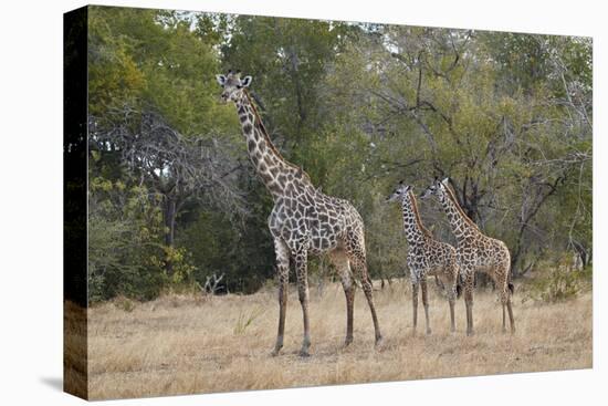 Masai giraffe (Giraffa camelopardalis tippelskirchi), adult and two juveniles, Selous Game Reserve,-James Hager-Premier Image Canvas