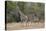 Masai giraffe (Giraffa camelopardalis tippelskirchi), adult and two juveniles, Selous Game Reserve,-James Hager-Premier Image Canvas